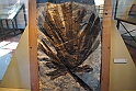 I Fossili di Bolca_32